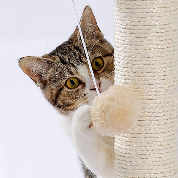 3a495adf-77c6-4ee7-b243-1b96b510ed97.jpg Cat reaching for a hanging ball beside a sisal scratching post