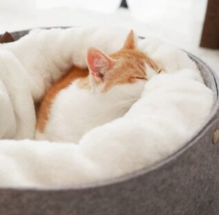 Soft Nest Cat Bed with Removable Cushion