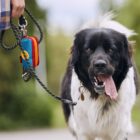 Dog beside a leash with a waste bag pouch attached
