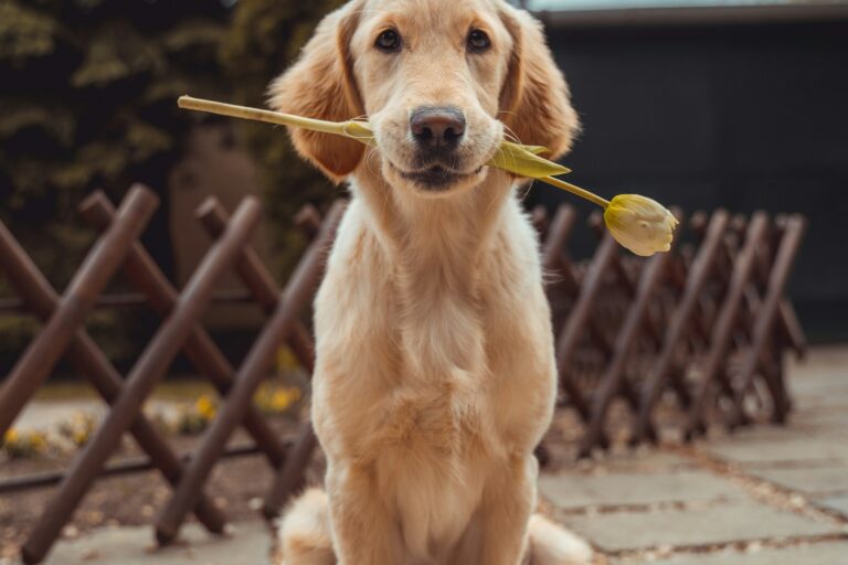How Often Should You Brush Your Dog? A Coat-by-Coat Guide