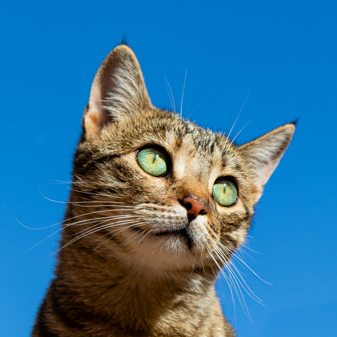 Calm cat looking at camera