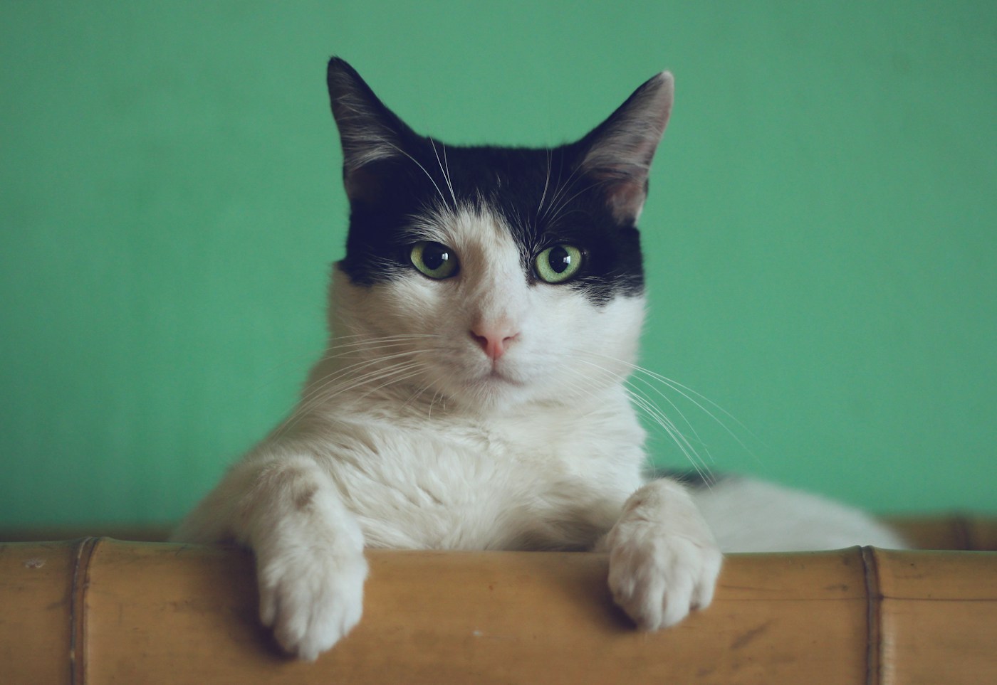 Close-up of a calm cat
