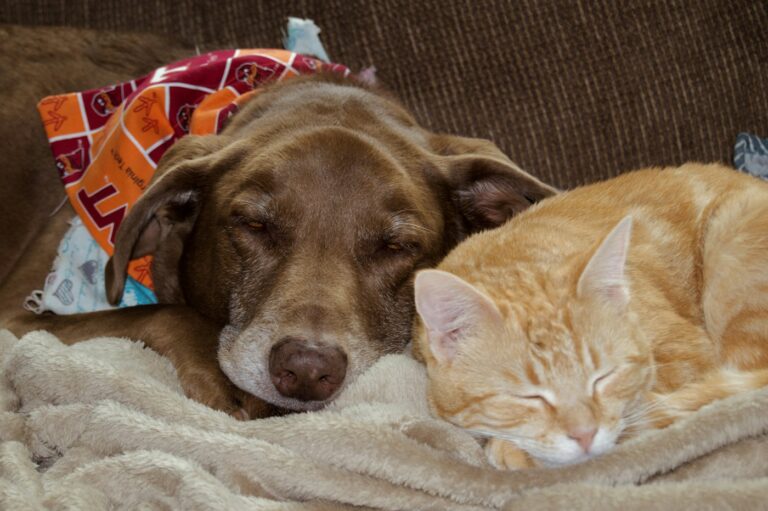 How to Keep Pet Hair Off Your Furniture and Clothes