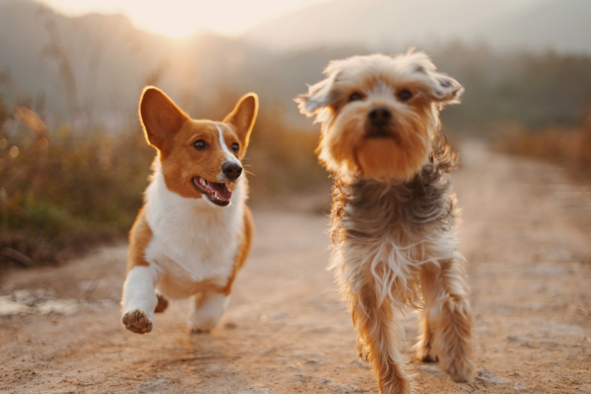 Happy dog and cat together in a bright home - SnappyTails