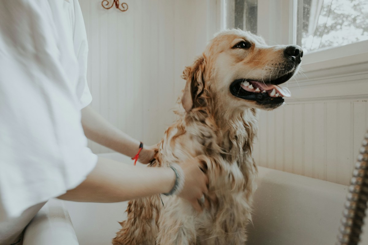 Owner gently grooming a calm dog at home with soft brush