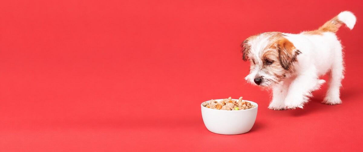 Small dog beside a food bowl on a red background